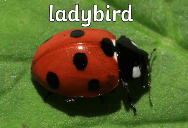 Ladybird's Cashpot blir Ladybirds kontantpris. Skärmdump